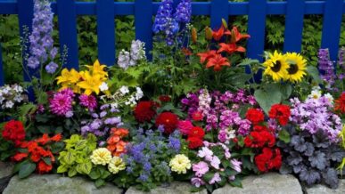 Sutton-on-Sea Horticultural Show