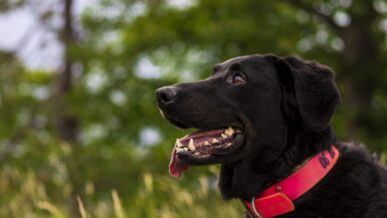 Dog Walking at Sandilands